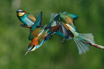 European bee eater Merops apiaster screaming at each other