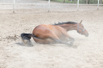 Horse.