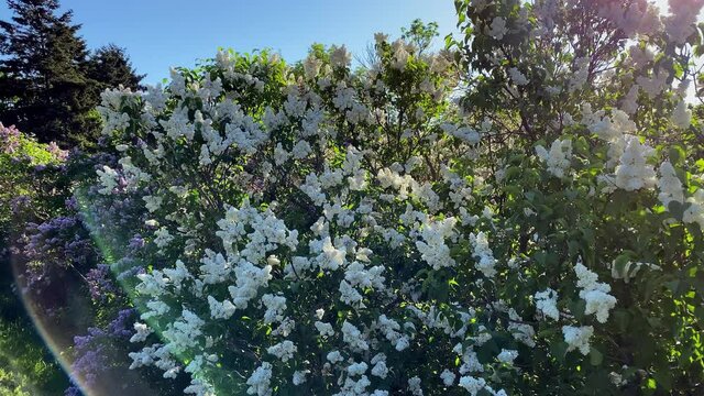 Lilac garden trees nature spring time botany 4k video