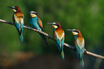 European bee-eater, merops apiaster.on a Sunny morning, four birds are sitting on a branch.