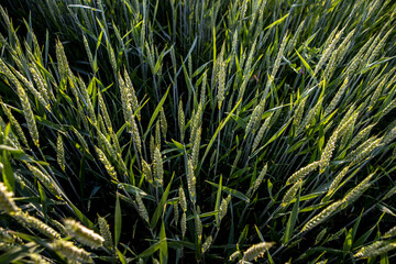 The young green wheat is ripening in a farmer's field