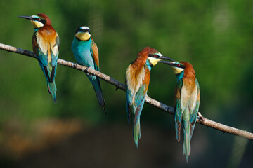 European bee-eater, merops apiaster.on a Sunny morning, four birds are sitting on a branch.