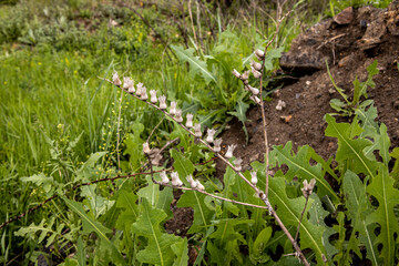 Boxes henbane closeup on a blurred background of green grass