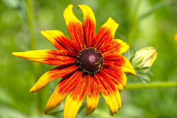 Vibrant yellow and orange colors summer flowers head