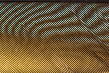 Beautiful Bright Blue and Yellow Parrot Feather Close up Detail Texture. Abstract Pattern Background