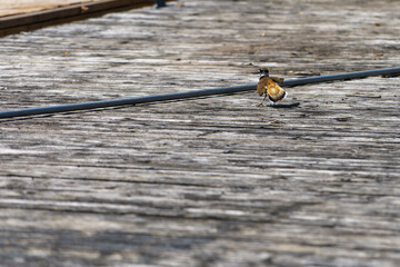 An adult Killdeer resting on a wooden dock