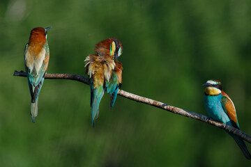 European bee-eater, merops apiaster.on Sunny morning, three birds are sitting on a branch.