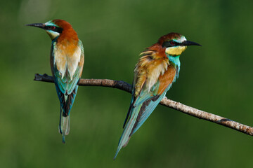 Golden bee-eater sitting on a branch