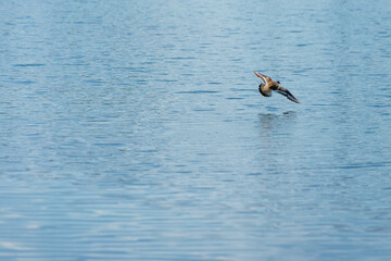 An adult Killdeer in flight with its wings and tail spread open
