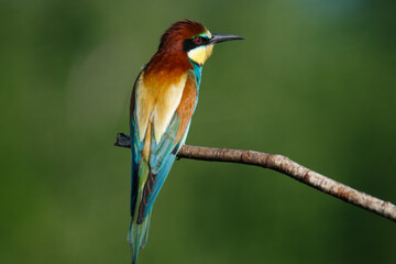 Golden bee-eater sitting on a branch