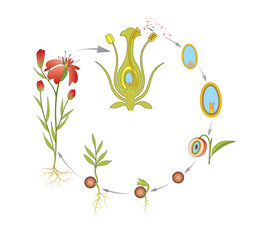 Flowering plant life cycle

