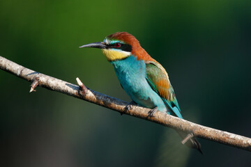 Golden bee-eater sitting on a branch