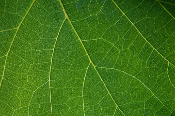 Texture of a green grape leaf. The natural background.