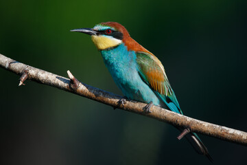 Golden bee-eater sitting on a branch