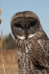 Great Gray Owl close up