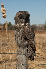 Great Gray Owl close up