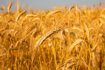 Golden wheat in the field. Grain spikes ripening in summer before the harvest.