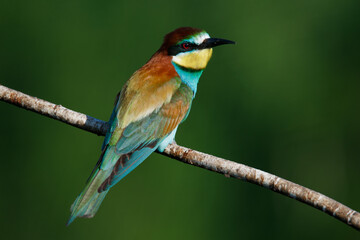Golden bee-eater sitting on a branch
