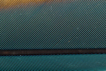 Beautiful Bright Blue and Yellow Parrot Feather Close up Detail Texture. Abstract Pattern Background