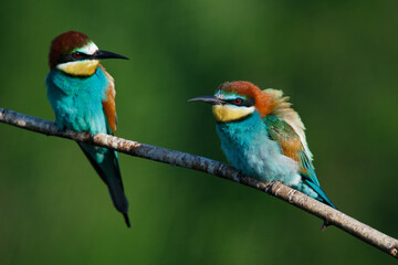 Golden bee-eater sitting on a branch