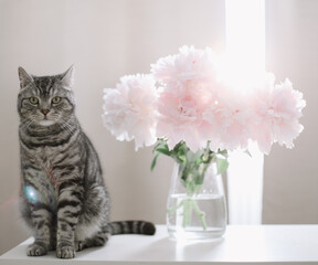 Funny cat and jug with flowers on a table in light room. Cat Portrait.  Scottish straight cat indoors