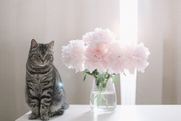 Funny cat and jug with flowers on a table in light room. Cat Portrait.  Scottish straight cat indoors