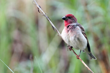 Common Rosefinch