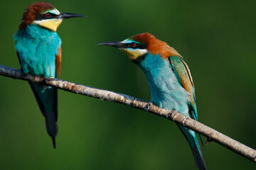 Golden bee-eater sitting on a branch