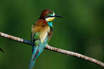 Golden bee-eater sitting on a branch