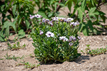 Summer flowers in Ukraine, June 2020. Macro shot.