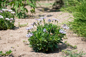 Summer flowers in Ukraine, June 2020. Macro shot.