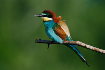 Golden bee-eater sitting on a branch