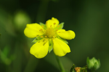 yellow flowers in spring