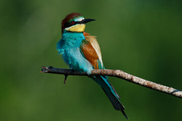 Golden bee-eater sitting on a branch