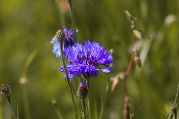 blue flowers in the field