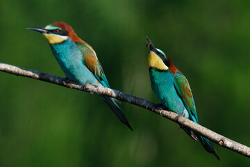 Fototapeta na wymiar Golden bee-eater sitting on a branch