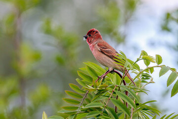 Common Rosefinch