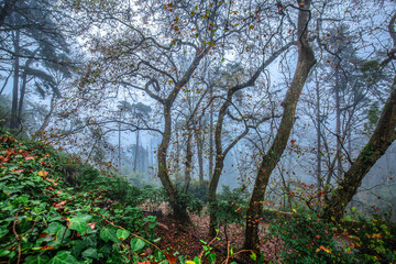 Fototapeta premium trees in autumn