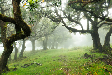 The magical twilight in the prehistoric rainforest Fanal on Madeira island, Portugal