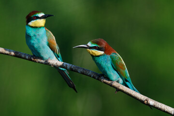 Golden bee-eater sitting on a branch