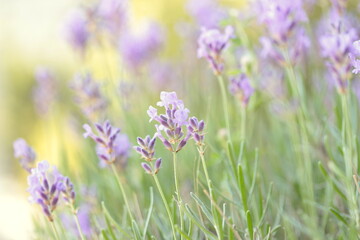 lavender flowers in the field