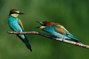 European bee eater Merops apiaster screaming at each other
