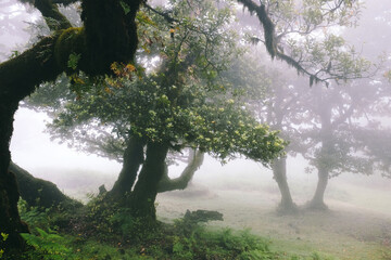 The magical twilight in the prehistoric rainforest Fanal on Madeira island, Portugal