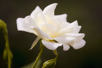 The white rose
