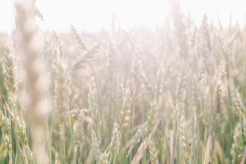 Beautiful, large field of wheat in the sunset rays