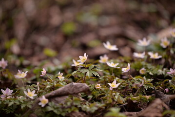 Anemone sylvestris in the forest. wild spring flower