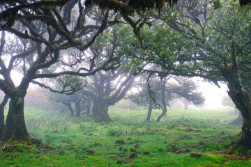 The magical twilight in the prehistoric rainforest Fanal on Madeira island, Portugal
