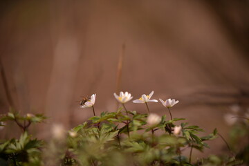 Anemone sylvestris in the forest. wild spring flower