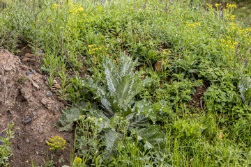 barbed field plant on a green meadow. Summer background flora