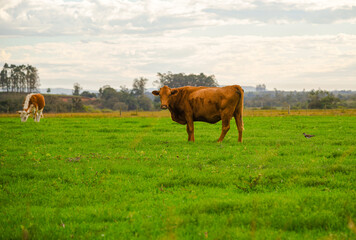 Hereford cow grazing and feeding in pasture field